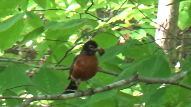 Female Robin building a nest