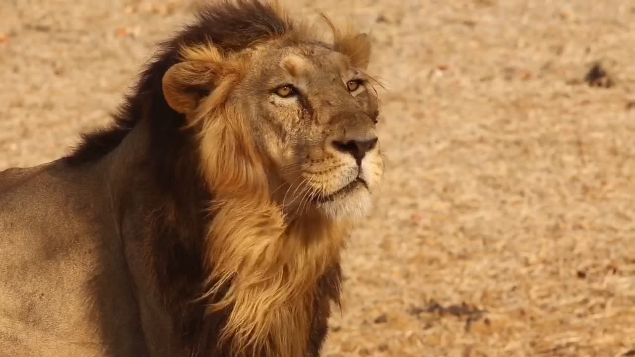 Theking lion