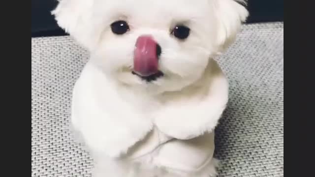 cute dog play with boy