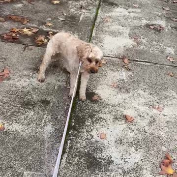 A year after her owner's grandparents passed away, this pup still remembers their house