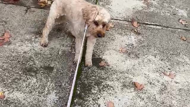 A year after her owner's grandparents passed away, this pup still remembers their house