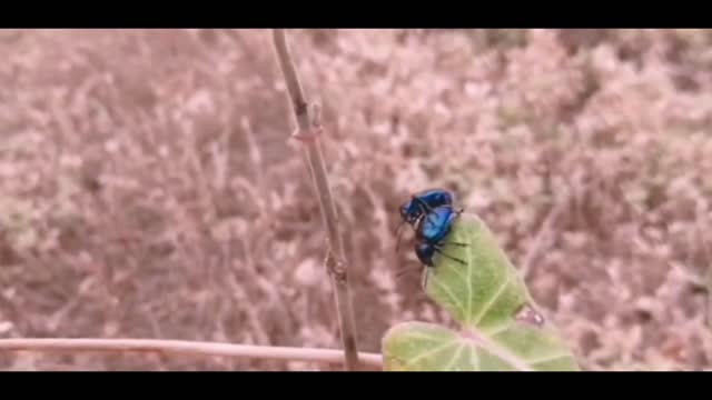 blue bug