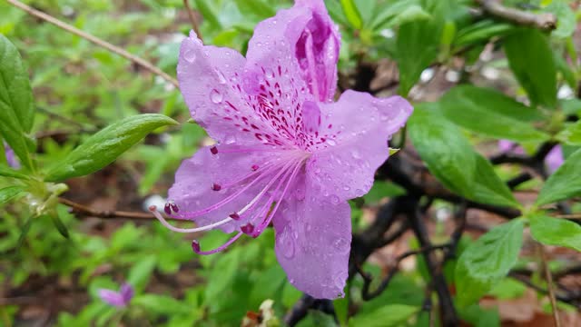 Rhododendron flowers