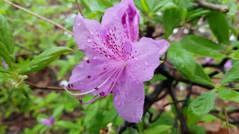 Rhododendron flowers