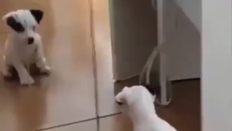 Puppy doing cute acts looking at himself in the mirror