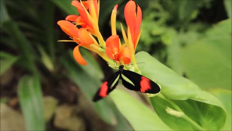 Flower and butterfly