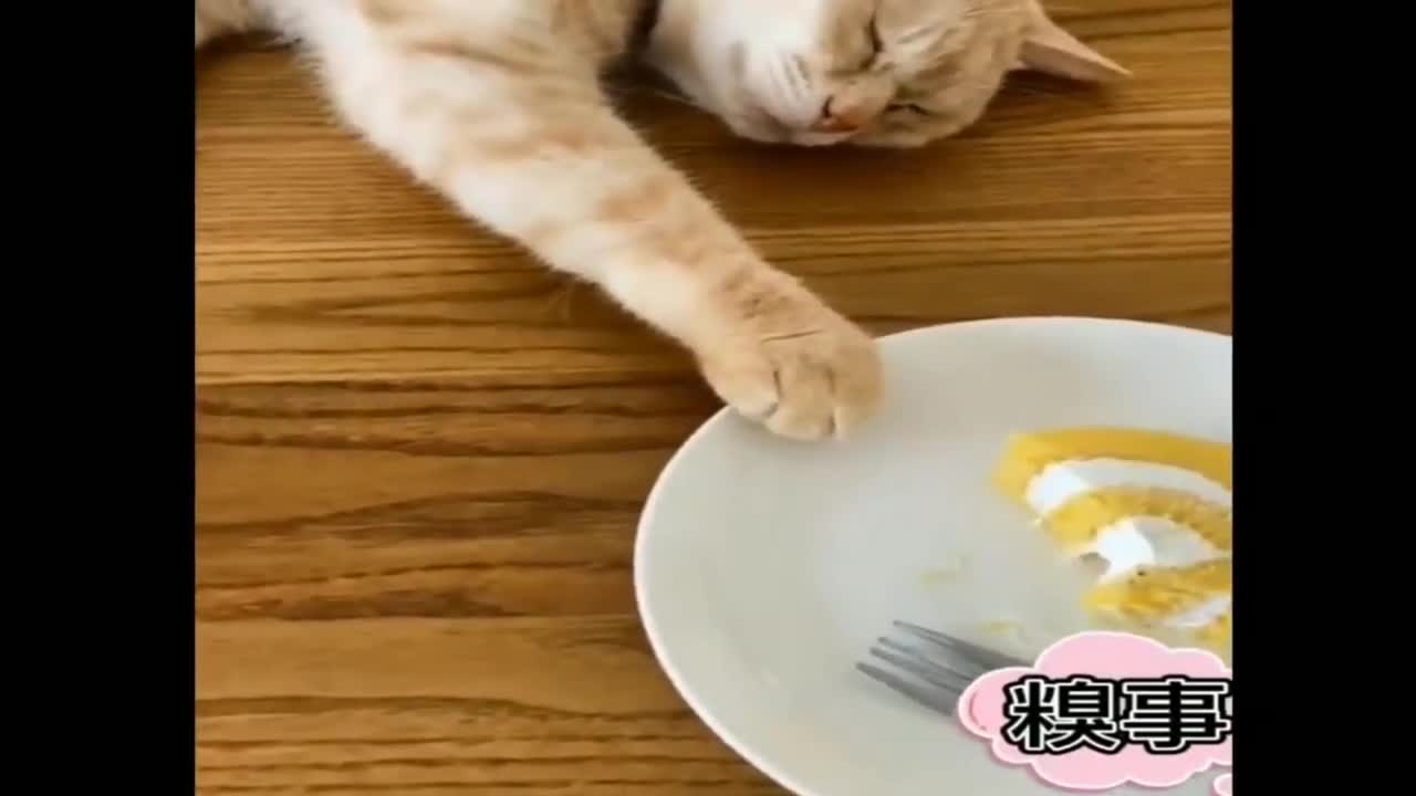 Funny Animals