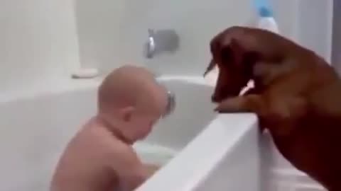 funny videos dog vs baby