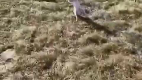 Amazing funny animals