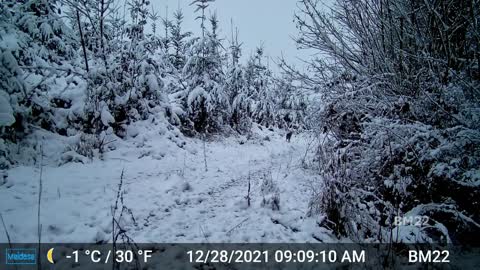 Coyotes In The Snow