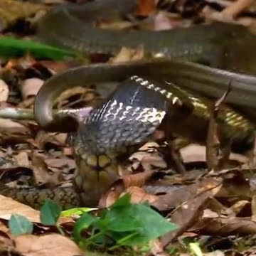 S🐍nake 😬eating😬 S🐍nake🥶😱🤮🤢🤯😵