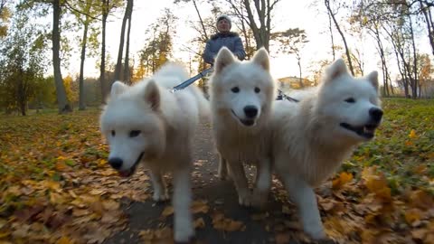 Dogs come together in the park in harness