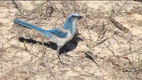 Florida Scrub Jay