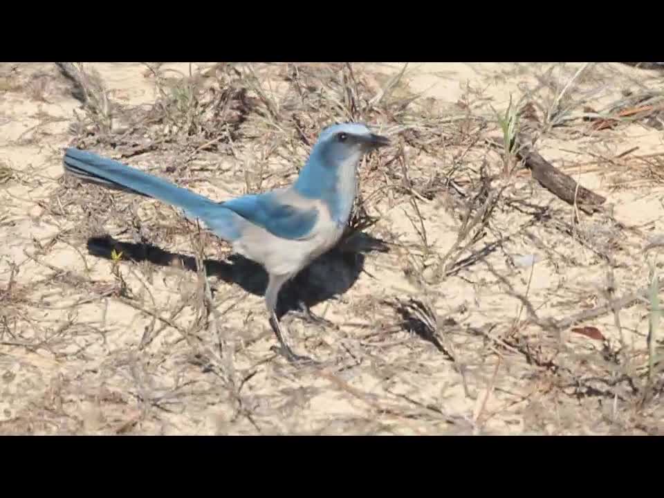 Florida Scrub Jay