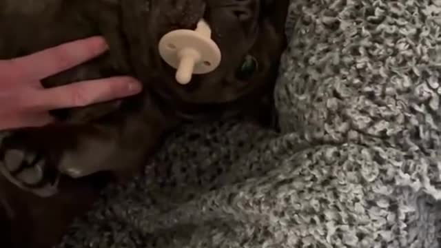 Dog gets caught after stealing the new baby's pacifier