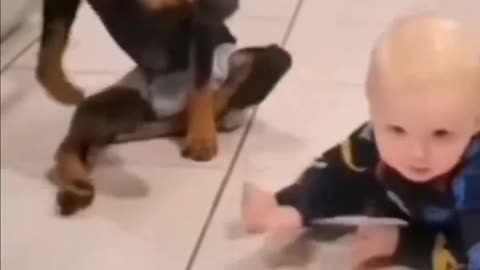 Dog playing with baby