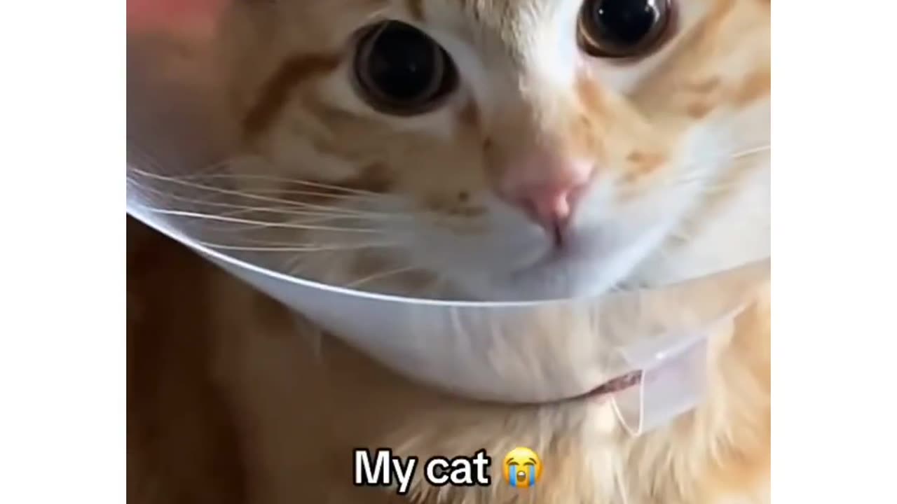 Funny cat animals videos