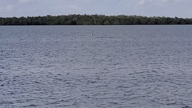 Hawk catches fish, Lover's Key State Park, FL