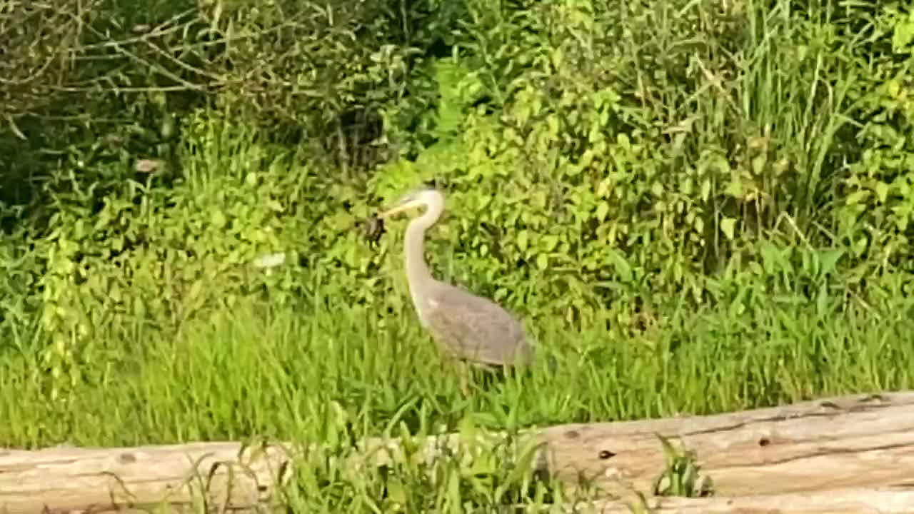 Great blue heron catches a turtle