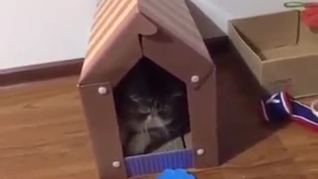 CUTE ANGRY CAT FUNNY ANIMAL VIDEO