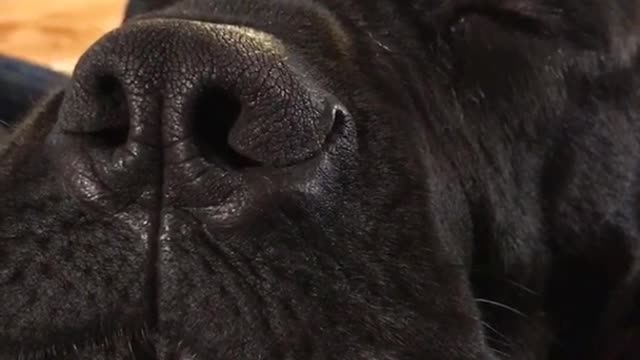 Black dog snoring on couch