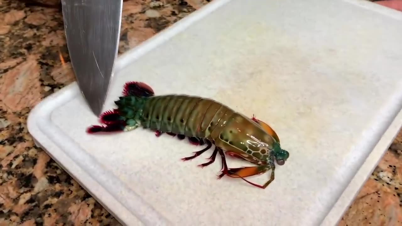 EATING GIANT ALIEN MANTIS SHRIMP FOR DINNER! *Catch, Clean, & Cook*