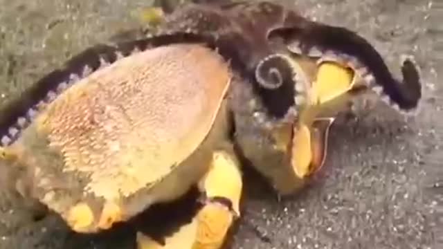 Octopuses eat crabs