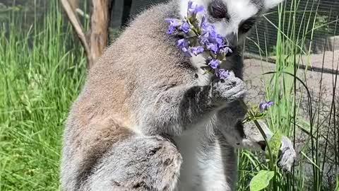 😳😳 A Lemur Feeding on Flowers ।। #wildlife #trending #animals