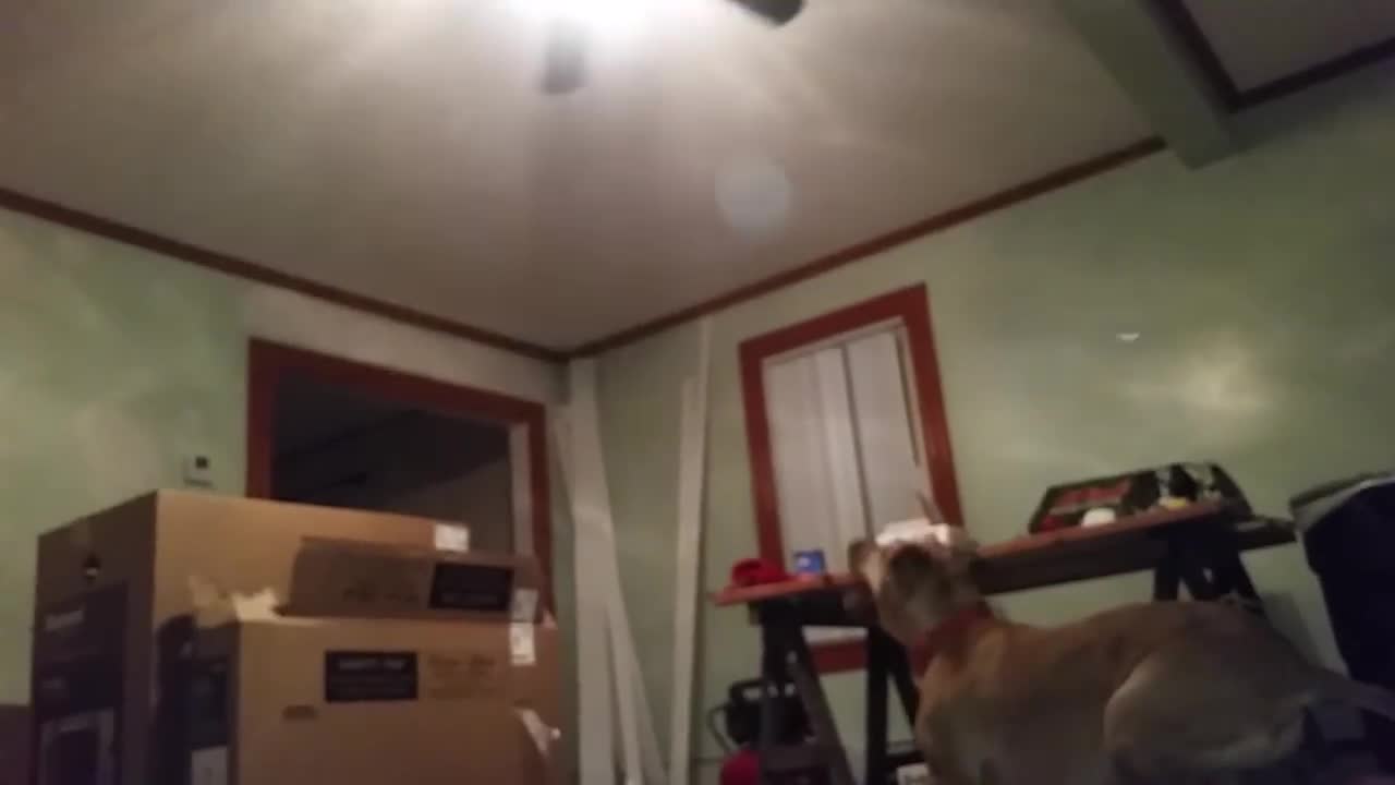 Jumping dog tries to catch ceiling fan