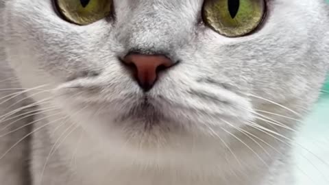 Cat love 💕 story short video