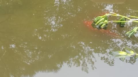 Two goldfish lie there quietly