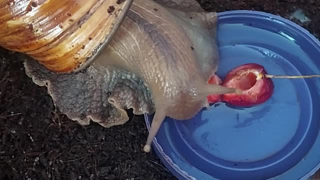 Achatina snail eats cherries