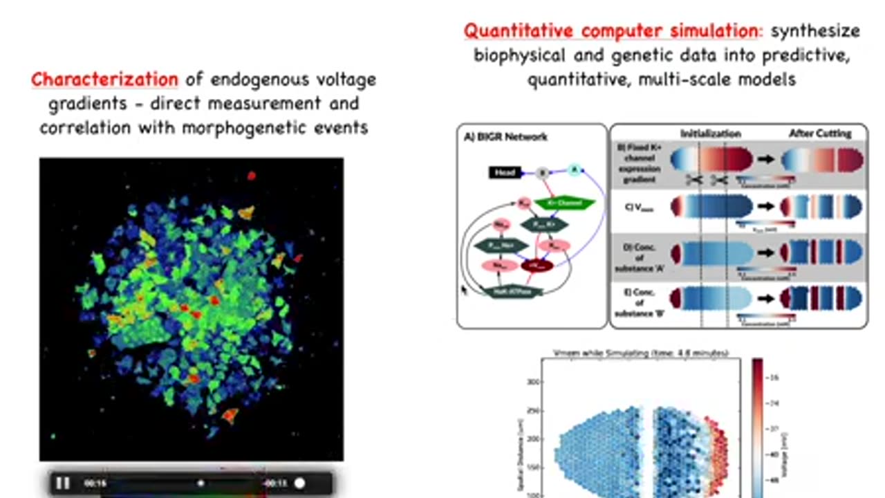 The Bioelectric Basis of Morphogenetic Intelligence: a Roadmap for Cancer Medicine by Michael Levin