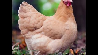 Chicken Breeds for Survival