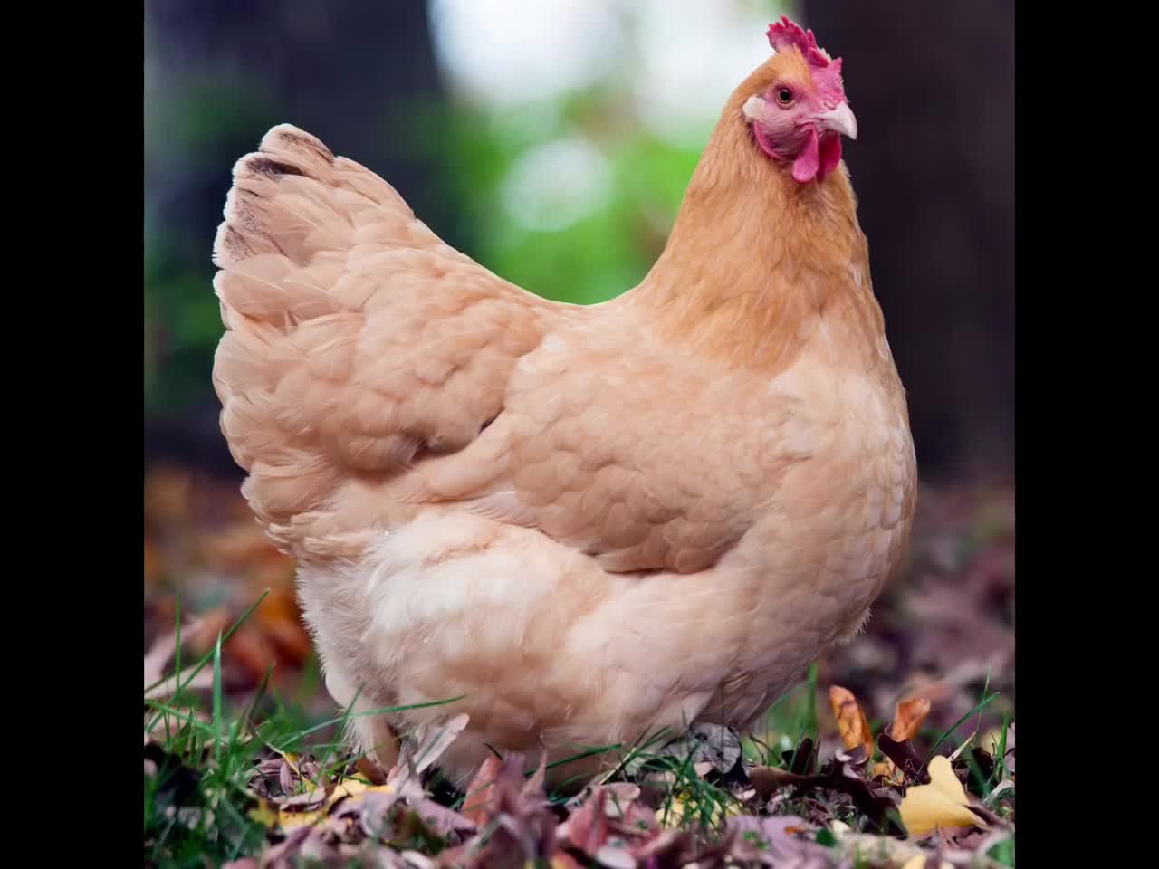 Chicken Breeds for Survival