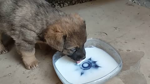 Stray puppy want to play