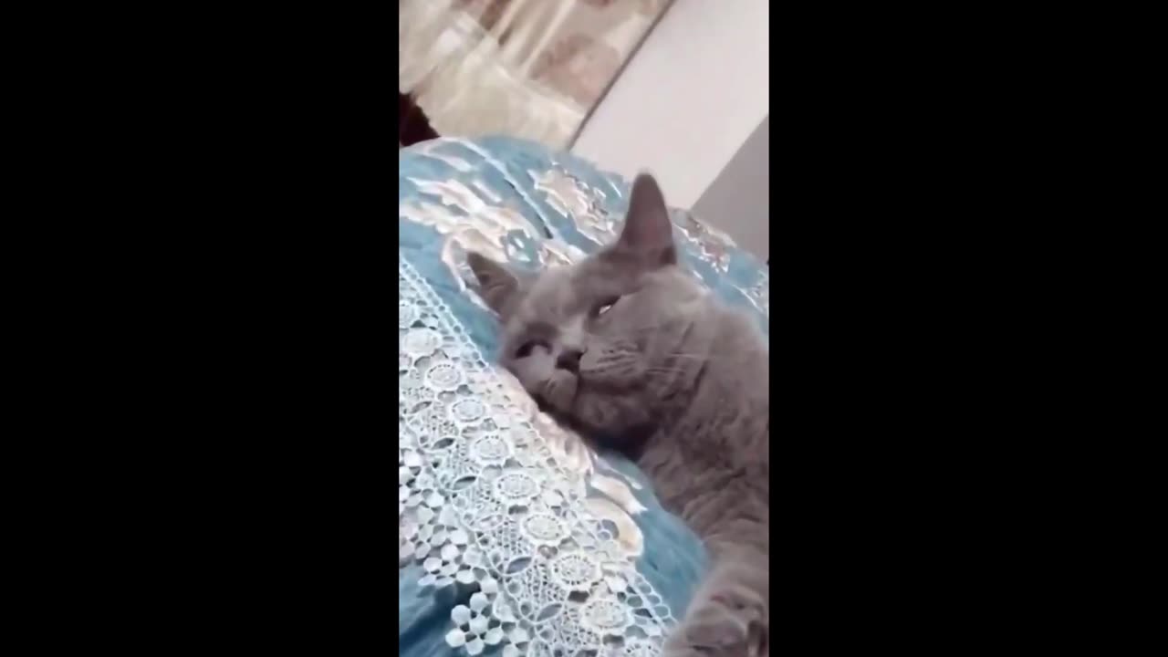 Funny animals😁 - Funny cats / dogs - Funny animal videos