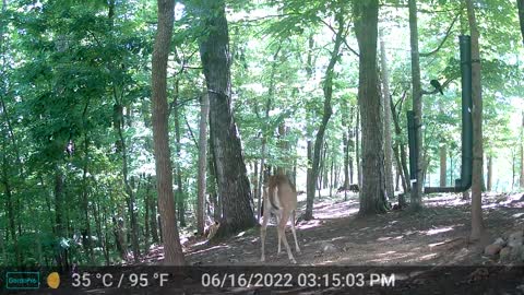 The Woods - 06/17/2022