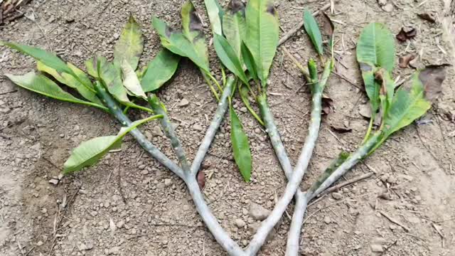 覆盆子、黑莓苗 + 雞蛋花扦插 (berry seedlings)