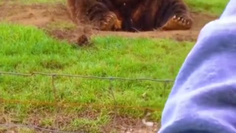 Wildlife with a natural perspective & Funs