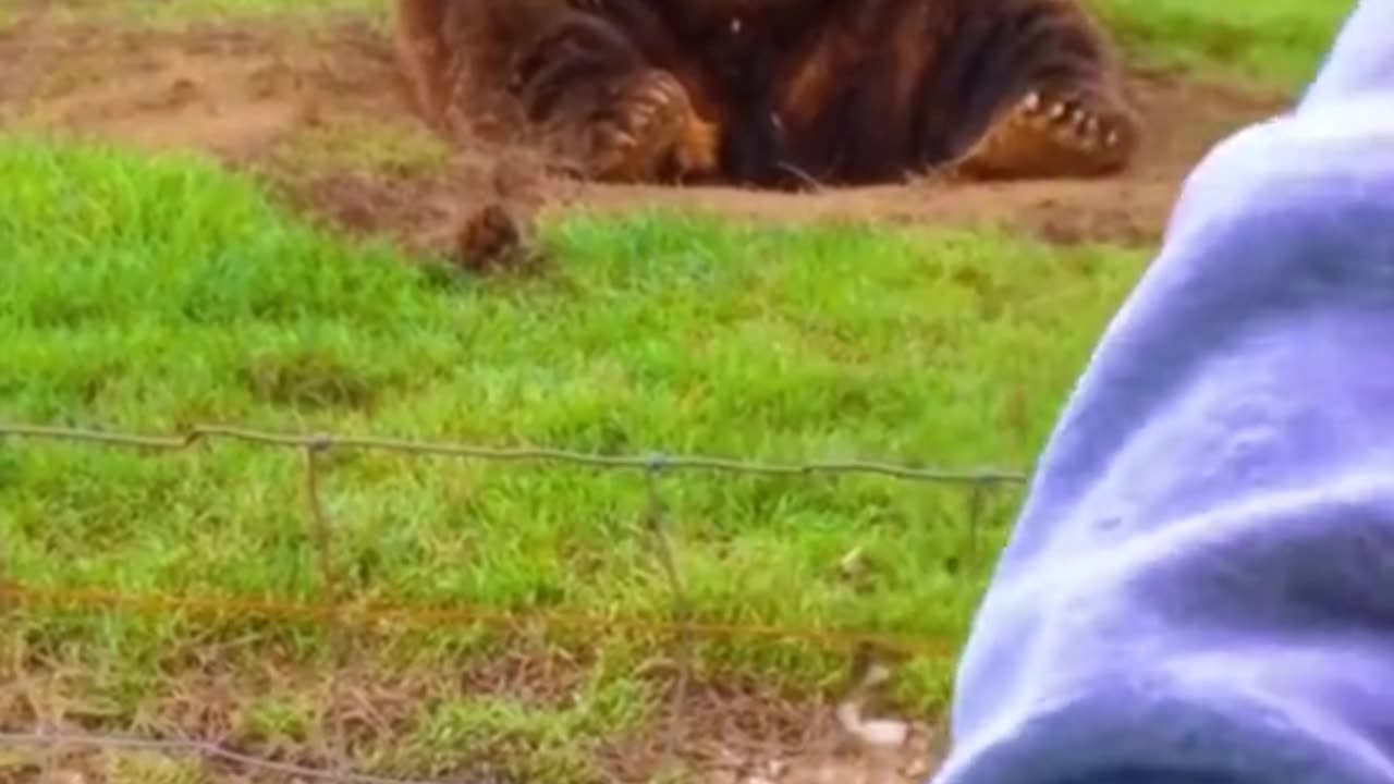 Wildlife with a natural perspective & Funs
