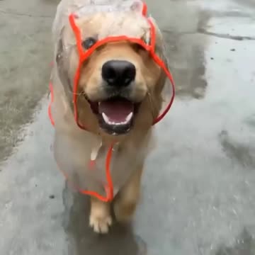 🤣🤣🤣 Not even how I got wet with my raincoat 🤣🤣🤣