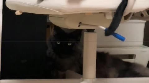 Some cats are black but have pink paws.