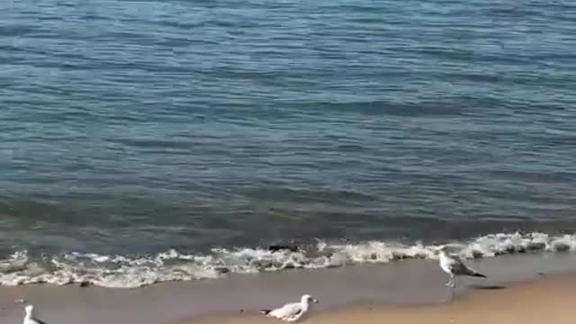 seagulls playing on the beach