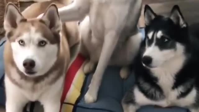 Intelligent Huskies (dogs)