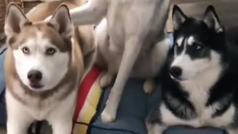 Intelligent Huskies (dogs)