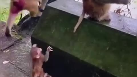 best animal video