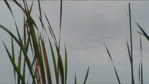 Even more geese in a pond