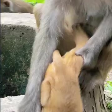 Mother monkey love their Baby