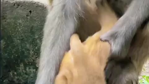 Mother monkey love their Baby